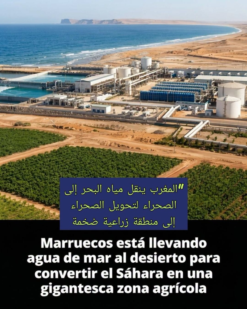 Sahara Vert : Comment le Maroc Transforme 5 000 Hectares de Désert à Dakhla en Oasis Agricole grâce au Dessalement Éolien
